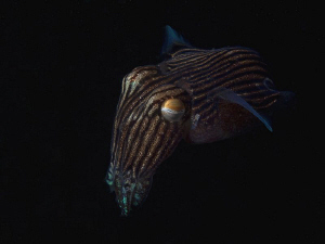Striped Pyjama Squid, Chowder Bay by Doug Anderson 